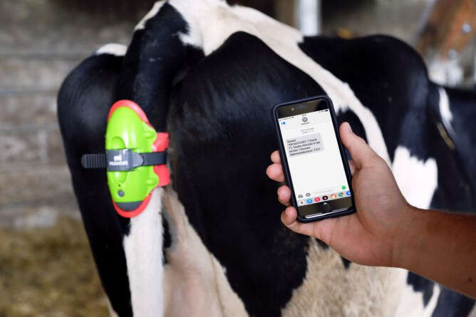 KERBL MOOCALL Abkalbemelder für Kühe